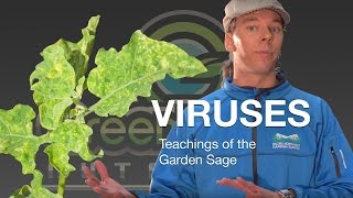 Viruses In Your Grow - The Garden Sage 11