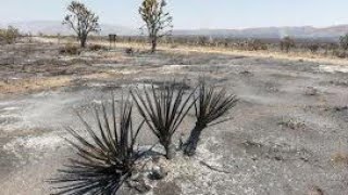 Cima Dome Fire Burnsscape Aftermath