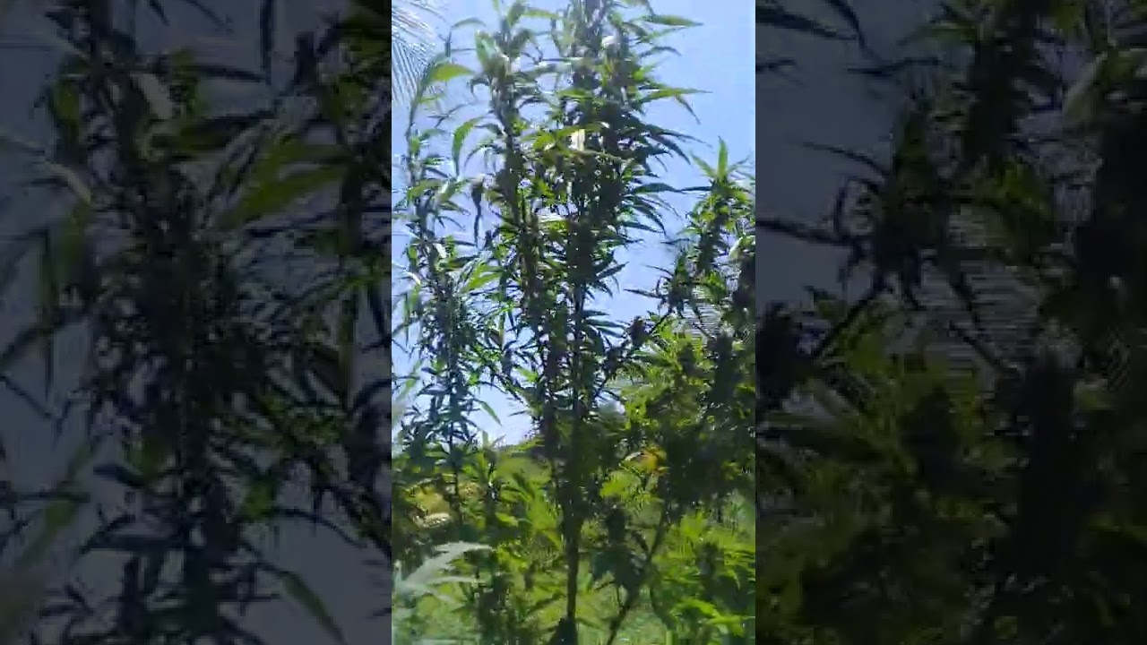 natural grown cannabis. (Trinidad)