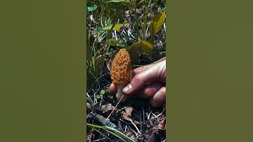 Minnesota Morel Mushroom ASMR | Spring Morel Hunt | Mushroom Vibes | Relaxing | MN Morel Mushrooms