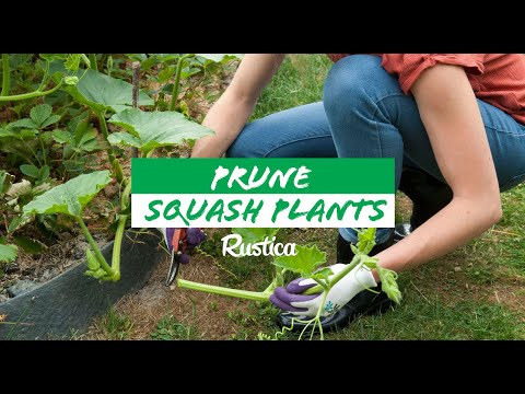 Prune squash plants for better harvests!