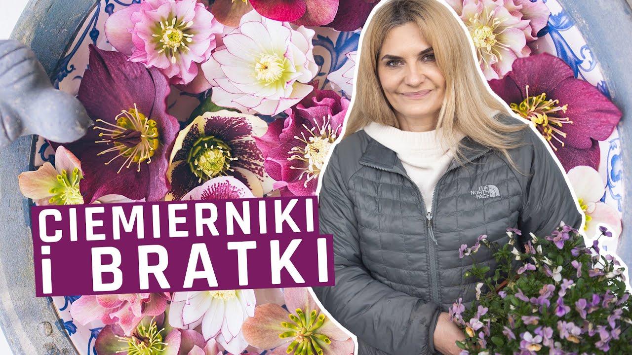 Obsadzamy wiosenne donice - ciemierniki i bratki plus wyniki konkursu