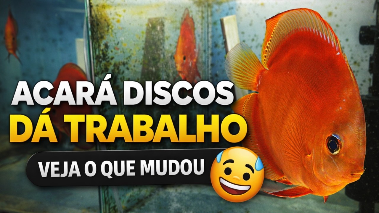 NÃO PAREI POR 2 DIAS… VEJA O QUE MUDOU