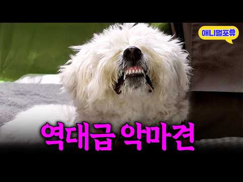 주인 조차도 컨트롤 할 수 없는 강아지 아기 비숑이 악마견이 된 사연ㅣKBS 개는훌륭하다 개훌륭사관학교 260126 방송