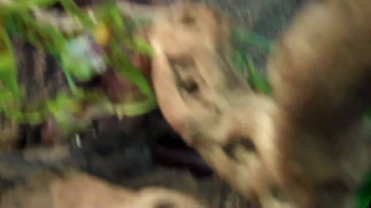 tarantula spider NOSEY BE + AMBILOBE PANTHER CHAMELEONS