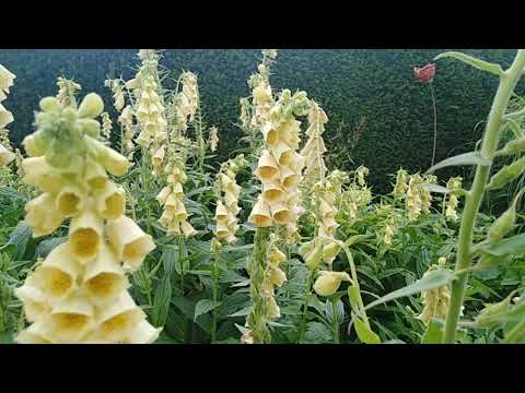 Vidéo: Digitale à Grandes Fleurs