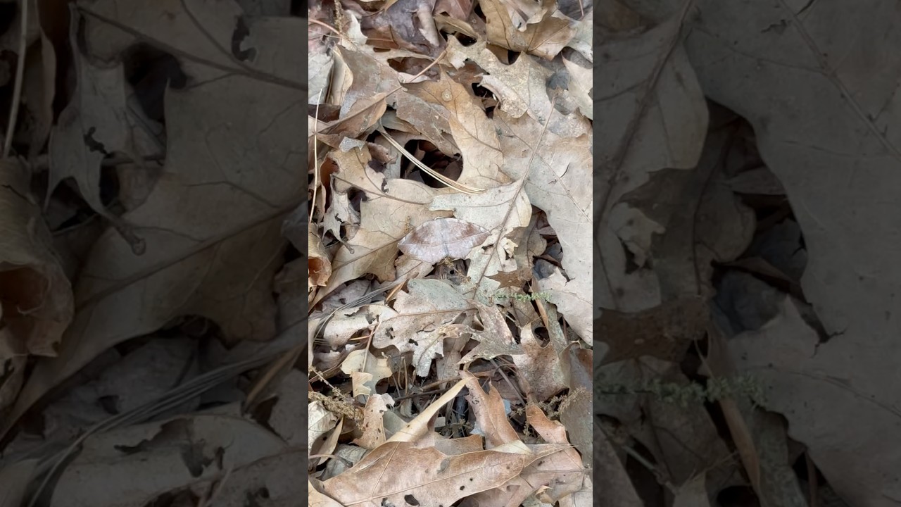 AMAZING moth camouflage!