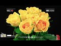 Cumbias Rebajadas Romanticas (Slowed) Amor Perdido