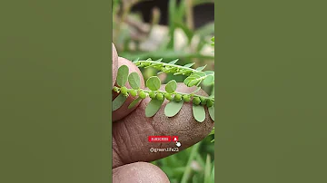 Discover The Power Of Bhumi Amla Shorts Gardening Gardeningtips Gardeninspiration Growyourown 