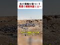 鳥が農地を襲う！？ 農家の秘密兵器とは… #鳥害対策 #農業の知恵 #ネット作戦 #ハト撃退 #TikTokドキュメンタリー