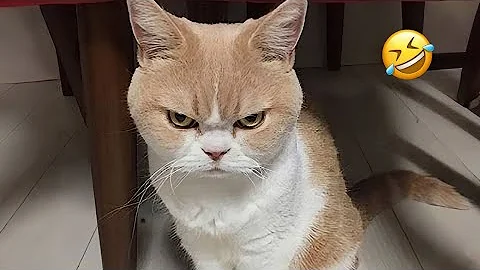 Video 10109211: funniest cat faces, laugh cats dogs funny, funniest hilarious cat