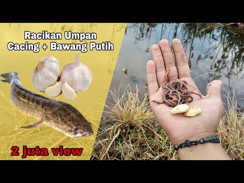 Cara Membuat Umpan Ikan Gabus Yang Mudah