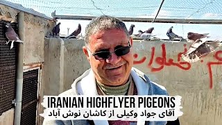 Старая кровь. Иранские голуби г. Нушабад (Кашан) | Old blood of Iranian highflying pigeons