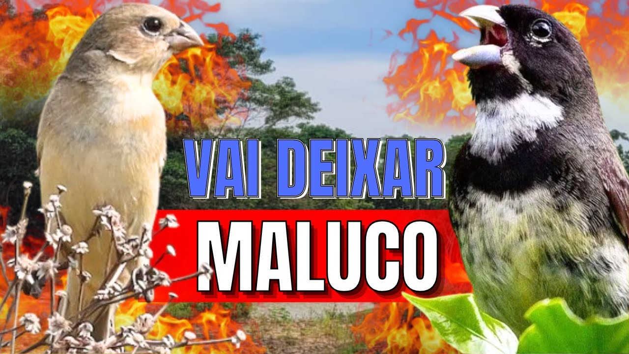 DESTRAVE SEU COLEIRO TUÍ-TUÍ ESQUENTAR COLEIRO TUÍ-TUÍ COM COLEIRO TUÍ-TUÍ E FÊMEA CHAMNDO ESQUENTAR