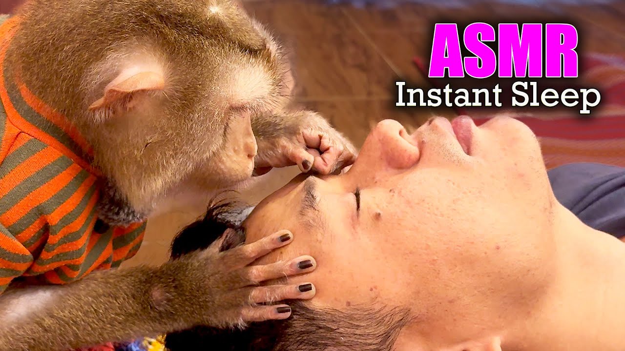 Unintentional ASMR | Real Monkey Face Grooming for Deep Sleep (No Talking)