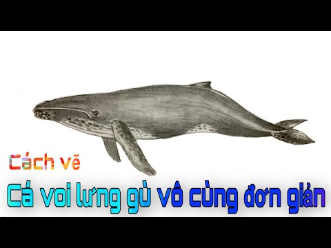 Video Cách vẽ con cá voi lưng gù vô cùng đơn giản - youtube