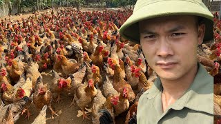 Daily Life on My Chicken Farm | Caring for 5000 Chickens - Tiep Nhan Farm