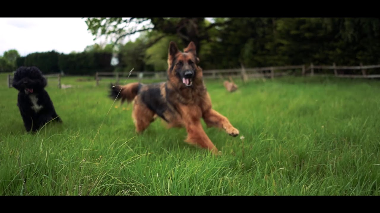 Dogtastic Doggy Day Care