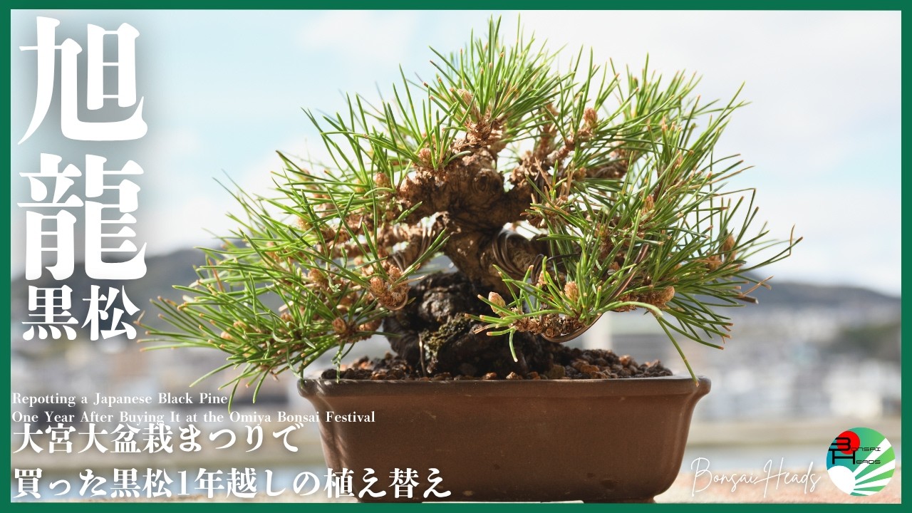 大宮大盆栽まつりで買った黒松を1年後に植え替える｜旭龍 Repotting a