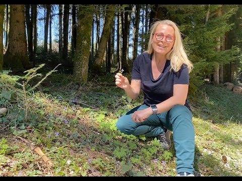 Video: Die Magischen Eigenschaften Von Veilchen