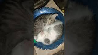 Download Lagu sepiring berdua MP3