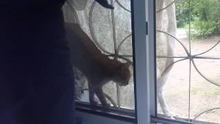 Спасение кошки, которая застряла в решетке Спасение кошки, которая застряла в решетке