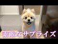 【サプライズ】息子から素敵なプレゼントを貰いました!