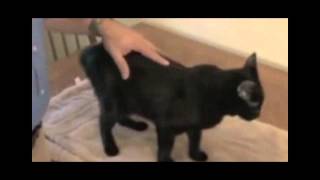 Eye on Pets: Feline Asthma