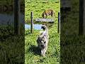 Entertaining short viral short #enjoy #viral #triending