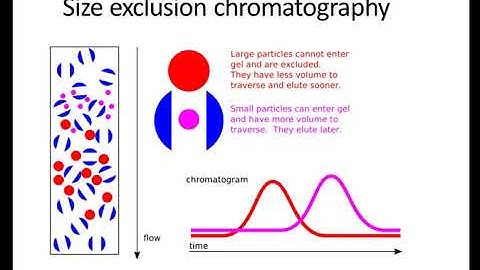 Size Exclusion Chromatography - Basics of Extracellular Vesicles