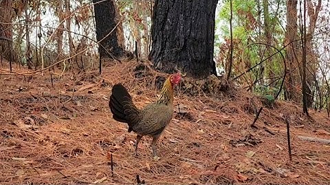 เสียงไก่ต่อตัวเมียกระต๊ากต่อเข้าเร็วมาก