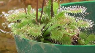 180820富山県中央植物園絶滅危惧植物室トウカイモウセンゴケ2 08