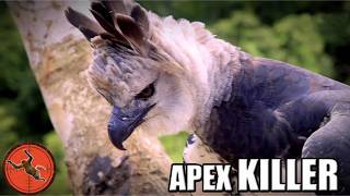 The Largest Eagle on Earth: Harpy Eagle’s Lethal Hunt in the Amazon