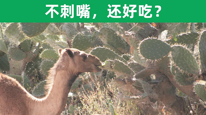 骆驼吃仙人掌为什么不怕刺嘴，真的很好吃吗？ - 天天要闻