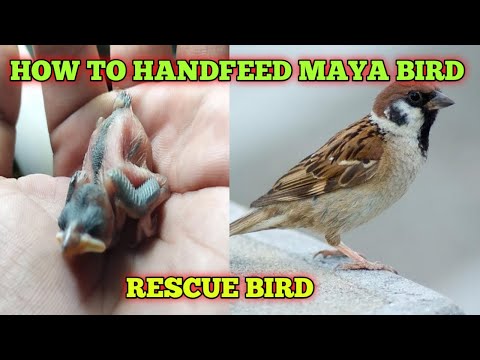 Video: Kung paano paamoin ang Iyong mga Budgies (may Mga Larawan)