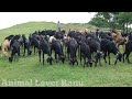 A Herd Of Goats And Cows, After Grazing The Fodder, Returned To The House In The Evening