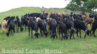 A Herd Of Goats And Cows, After Grazing The Fodder, Returned To The House In The Evening