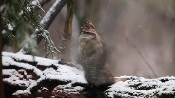 ORVIS - Moment of Chill: Little Drummer Boy