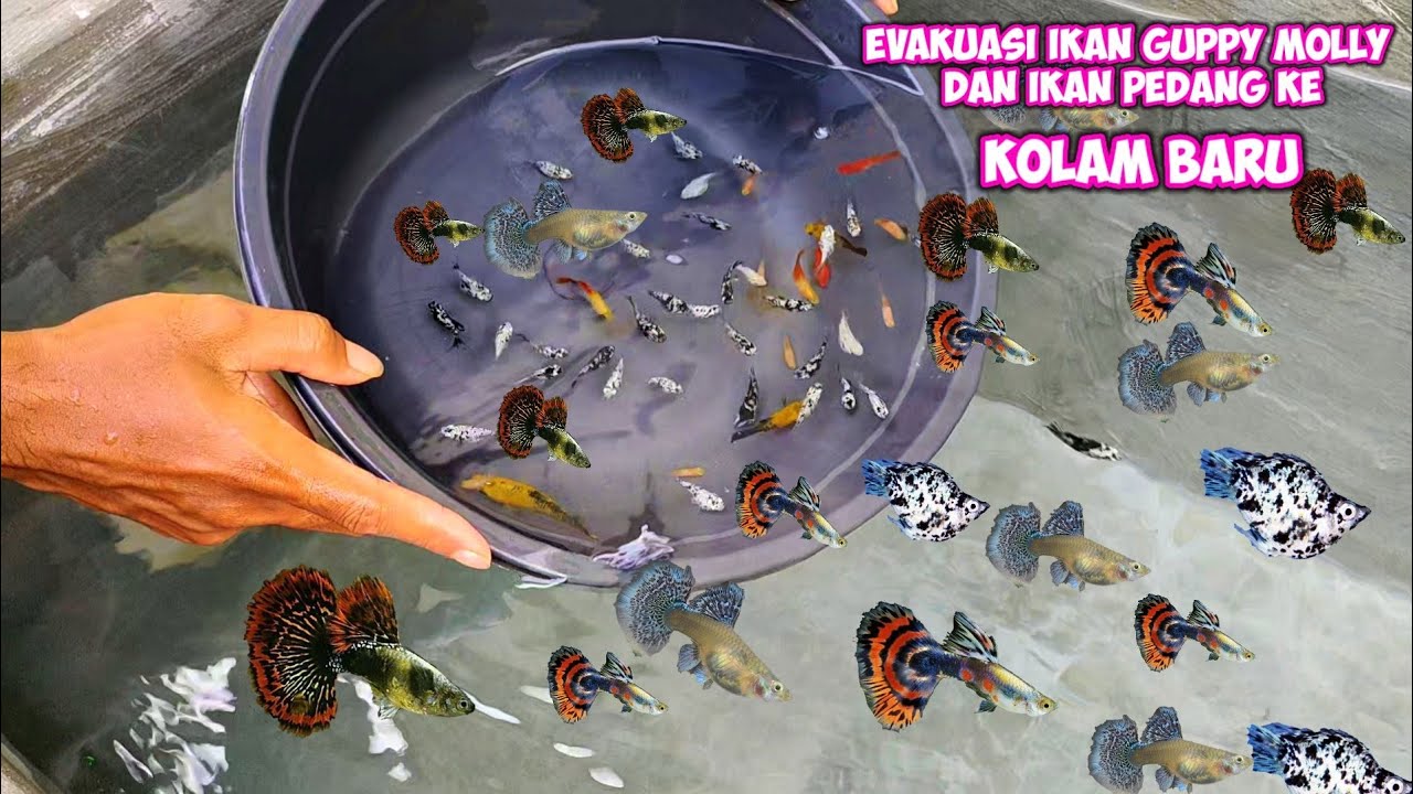 kolam baru untuk guppy dan molly balloon