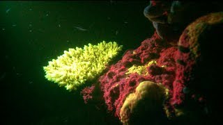 60 seconds of fluo night diving in Maldives