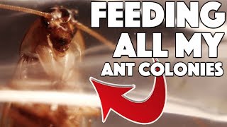 Ants React To Cockroaches | All Colonies Feeding