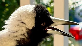 Wild Birds, Magpies \u0026 Cockatoos Party!