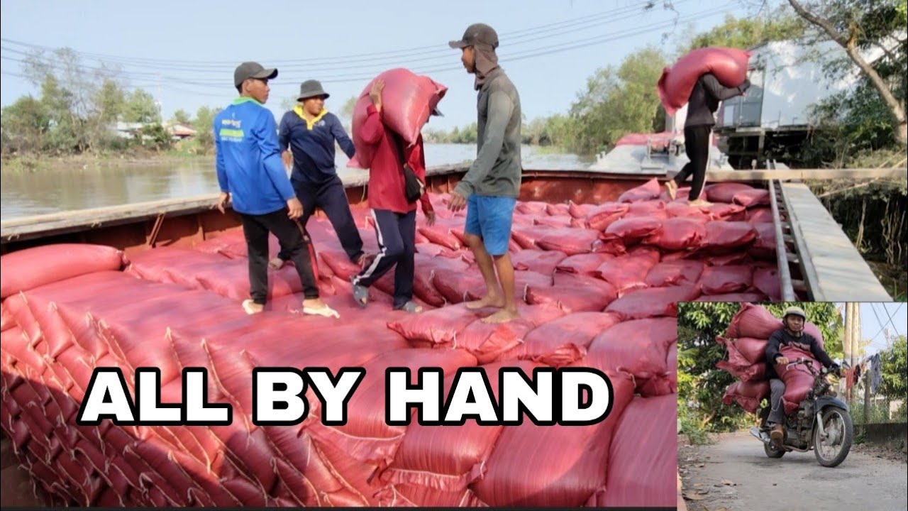 Driving a River Cargo Ship | Unloading Paddy Rice by Hand (100% Manual Work)
