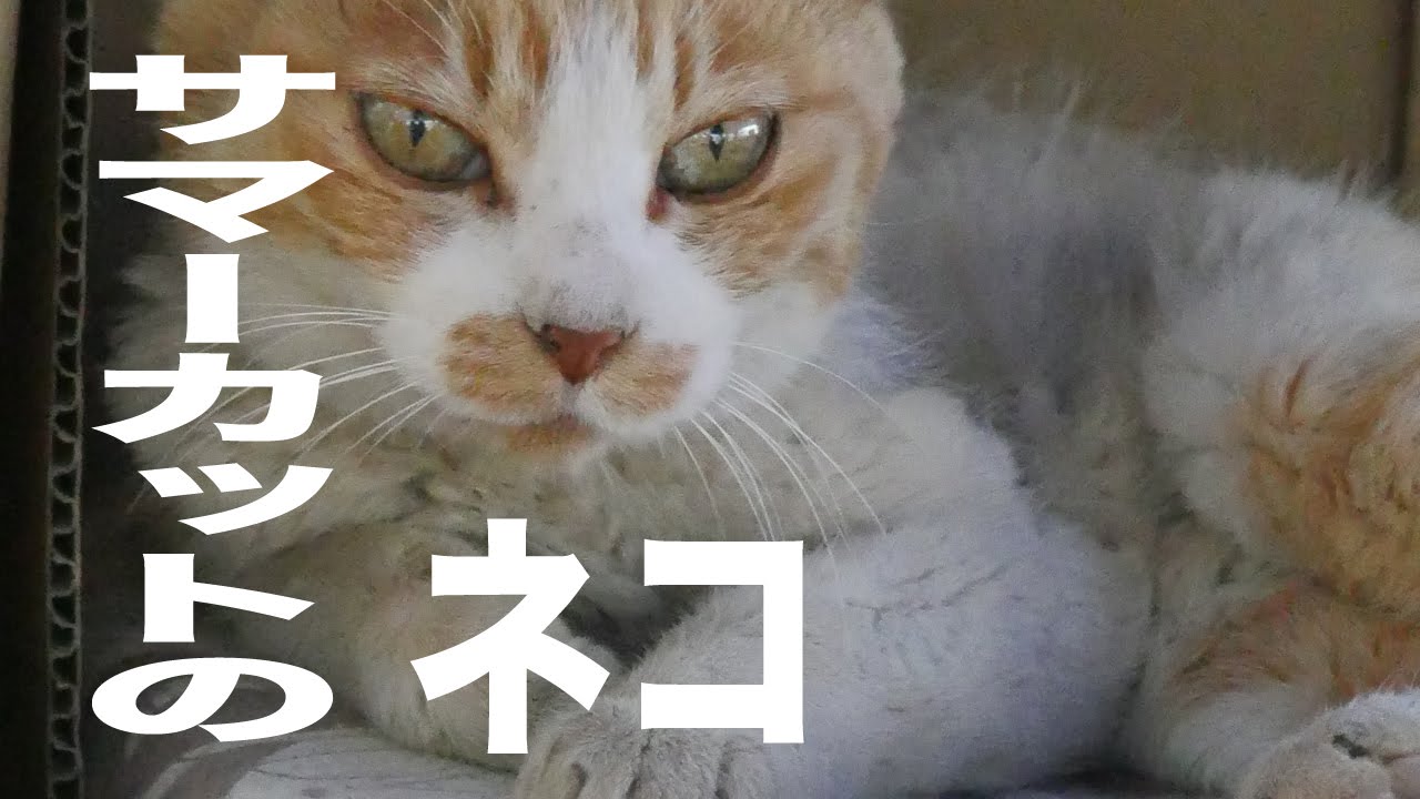 サマーカットされたおしゃべりな猫 Youtube サマーカットされたおしゃべりな猫 Youtube