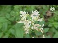 괴산 남산 숲속길에서/In Goesan Namsan Forest Trail # 소중한 분들과 산책/A walk with precious people.