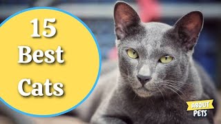 🐱 15 Best Cats Breeds For First Time Owners 🐱