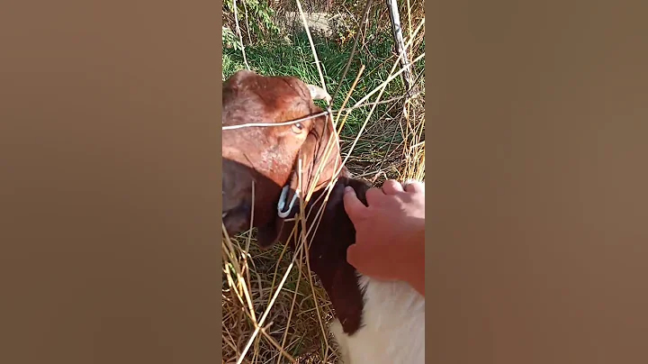 BAD Fencing for Goats #shorts