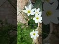 #trending #love #ytshorts #elvishyadav #jannatzubair #janvish #viral #teredilmein