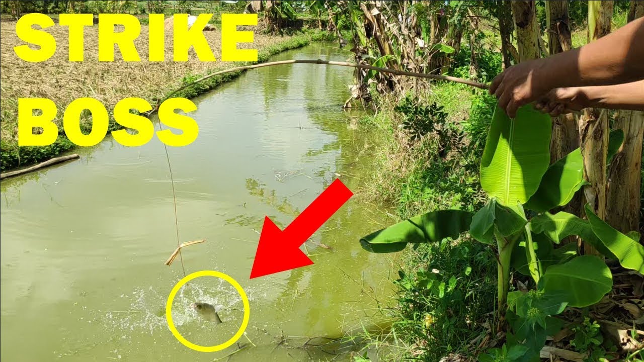 Hanya Modal Umpan Nasi Mancing Di Empang Langsung Strike Ikan
