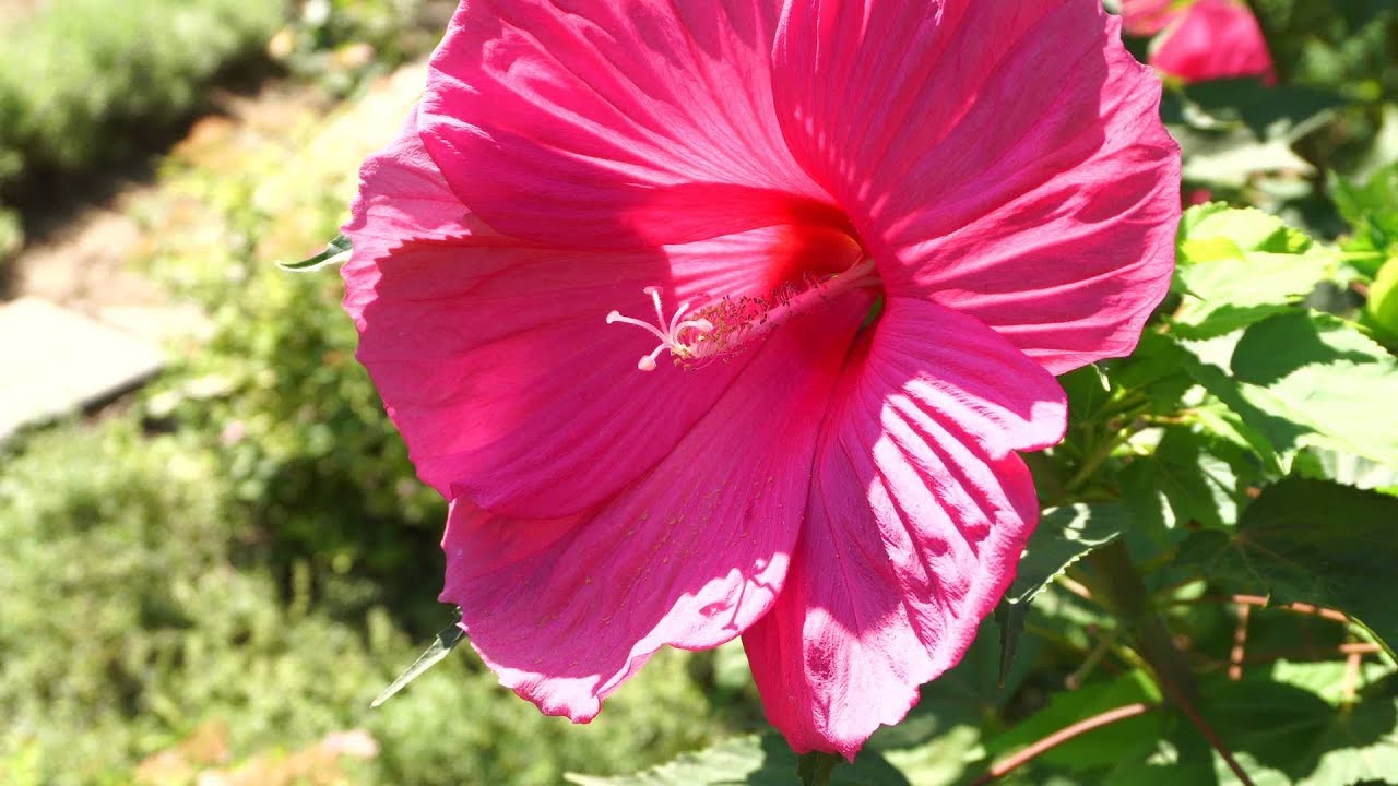 Hibiscus flower close-up